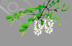树枝上开花flash植物动画