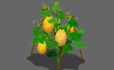 哈密瓜生长中的植物flash动画