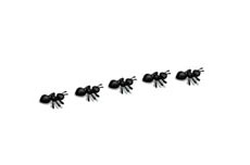 五只蚂蚁爬行flash动画