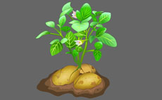 土豆植物生长flash动画