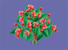 红茉莉树开花flash动画