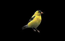 一只金黄色小鸟flash动画