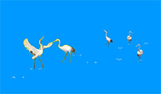五只白鹤走路flash动画