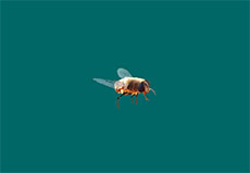 一只虎头蜂flash动画素材
