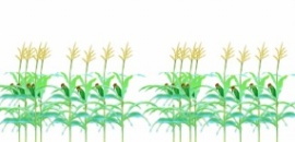 玉米地生长过程flash动画