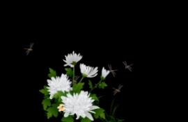 清明节蜻蜓落在菊花上flash动画