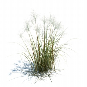 植物小草3D模型