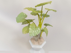 3D绿植模型设计