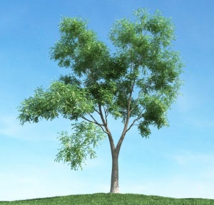 3D树木模型设计