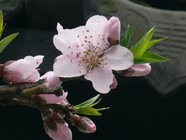 高清粉红桃花图片下载