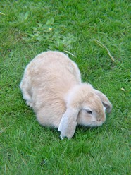 高清可爱兔子图片下载