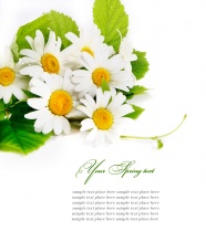 高清白色菊花图片下载
