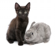 小猫和小兔图片下载