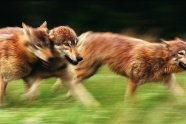 草地奔跑的狼群图片