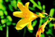 黄色花图片