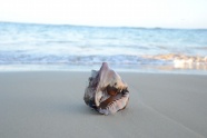 小清新沙滩海螺图片