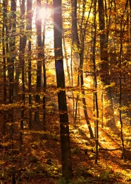 秋天逆光森林图片