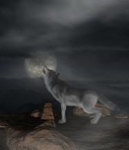 月夜狼嚎图片