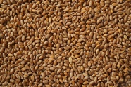 小麦粒高清图片