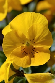 黄色蝴蝶兰图片