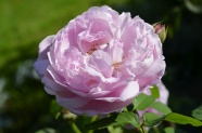  一朵粉色玫瑰花图片