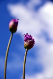 唯美紫色花朵特写图片