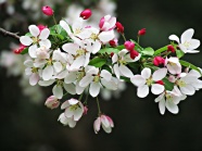 春天白色樱花枝图片