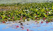 荷塘睡莲风景图片