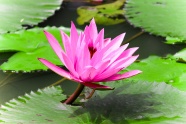 湖面上的粉色莲花图片