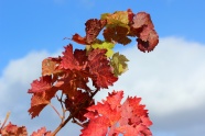 秋天红色叶子图片
