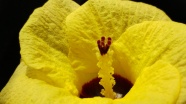 黄色微距花朵图片