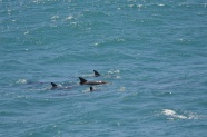 水中海豚照片