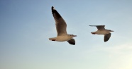 天空飞行海鸥图片