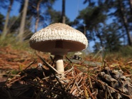 野生食用蘑菇图片