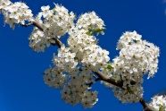 白色樱花高清图片