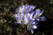 春天紫色番红花图片