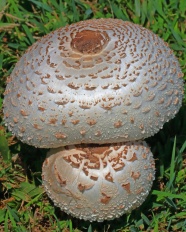 白毒蘑菇图片