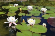 池塘白莲花风景图片