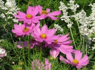 波斯菊花卉植物图片