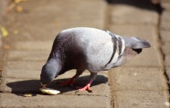 鸽子低头觅食图片