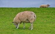 高原草地绵羊图片