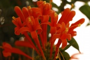 橙色植物花朵图片