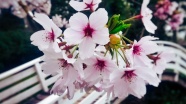 盛开粉色桃花摄影图片