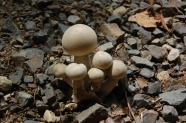 白色蘑菇包图片