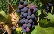 秋季成熟葡萄图片