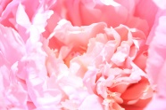 粉色牡丹花微距摄影图