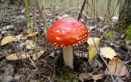 地面红色毒蘑菇图片