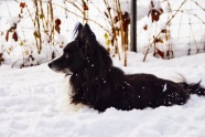 雪地黑色宠物狗图片