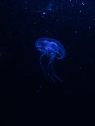蓝色透明水母图片