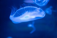 深海透明水母图片